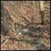 Dumping area for bisque-fired ware with a mercifully hard-to-see deer carcass.