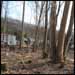 Trees cut and underbrush cleared.